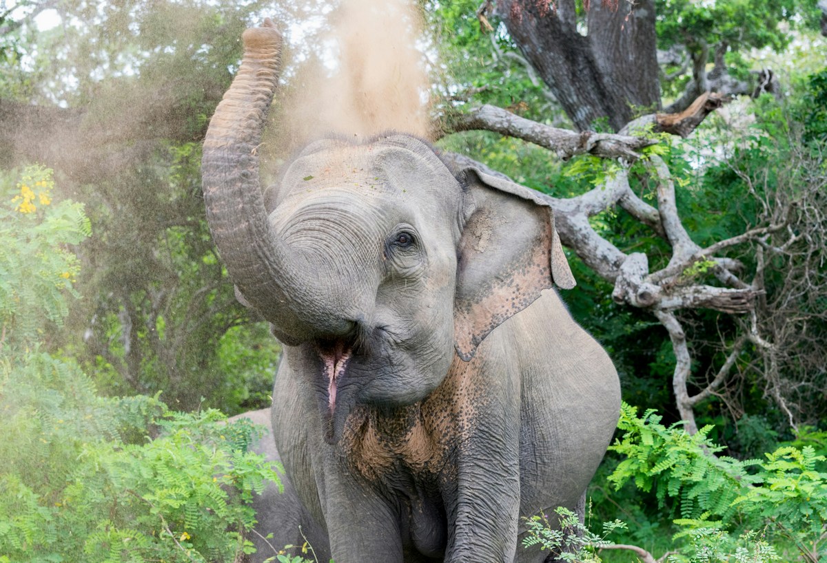 Sri Lanka Explorer - Festival degli Elefanti